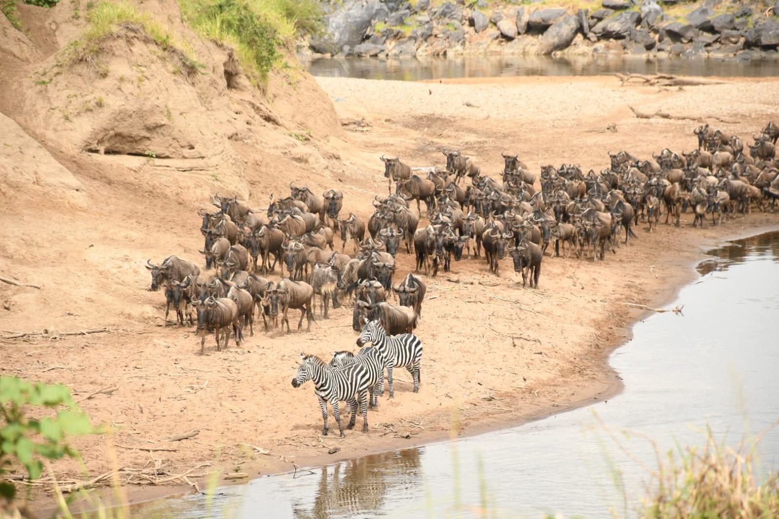 Kenya Safari Experience 🇰🇪 2026