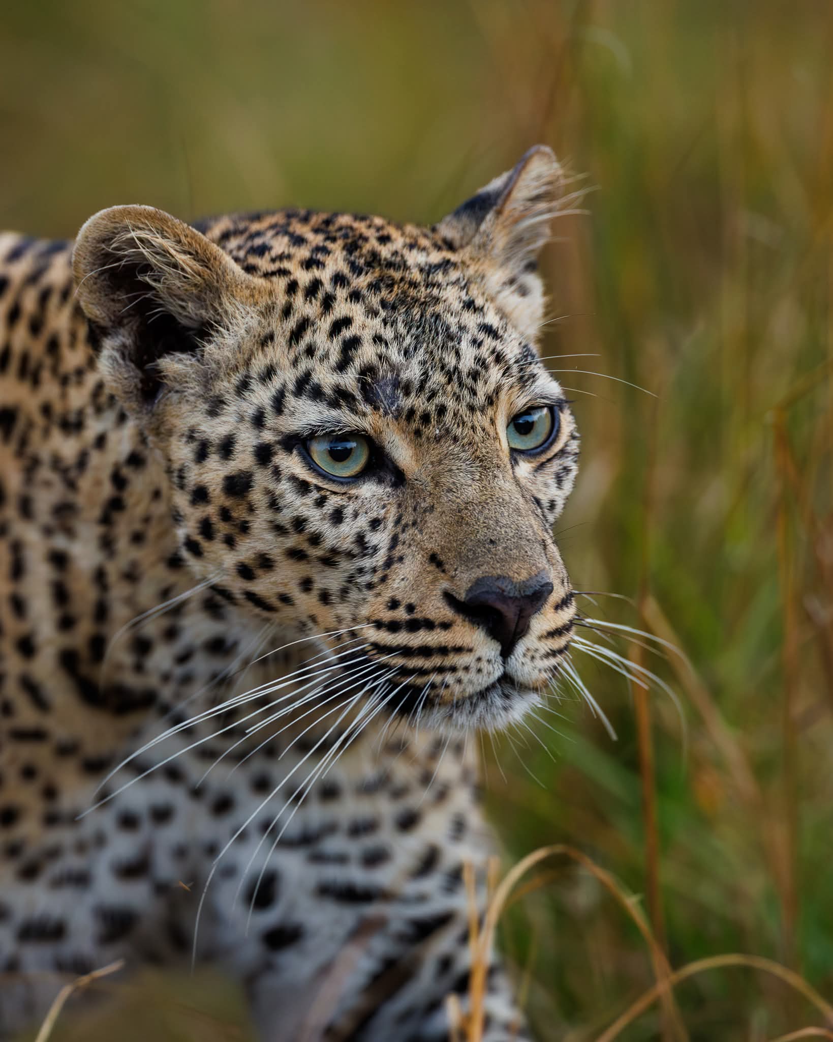 The Ultimate Kenya Safari Guide 2026: Best Parks, Best Time to Visit & Expert Travel Tips