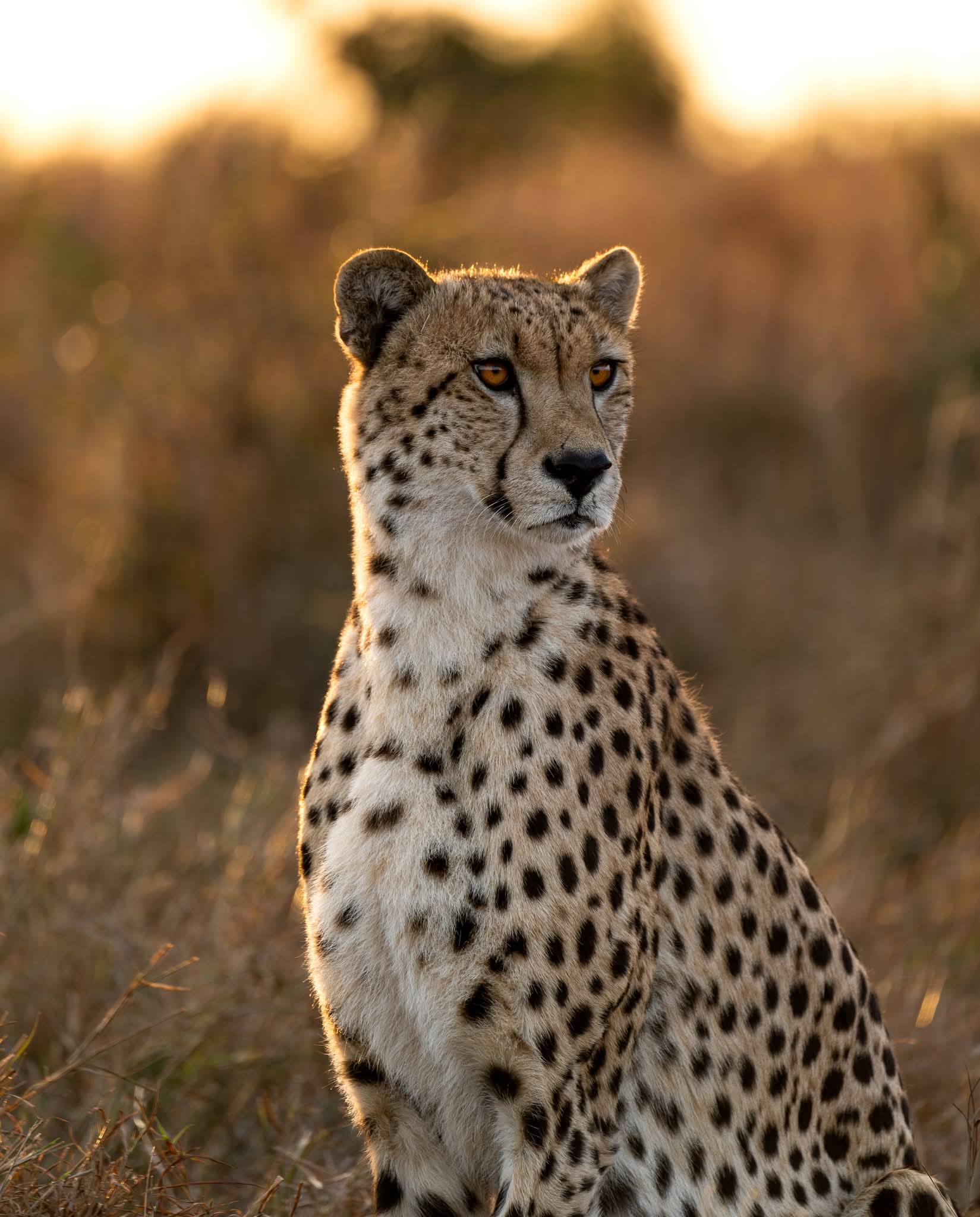 Why Now Is the Best Time to Book Your Kenya Safari for 2026