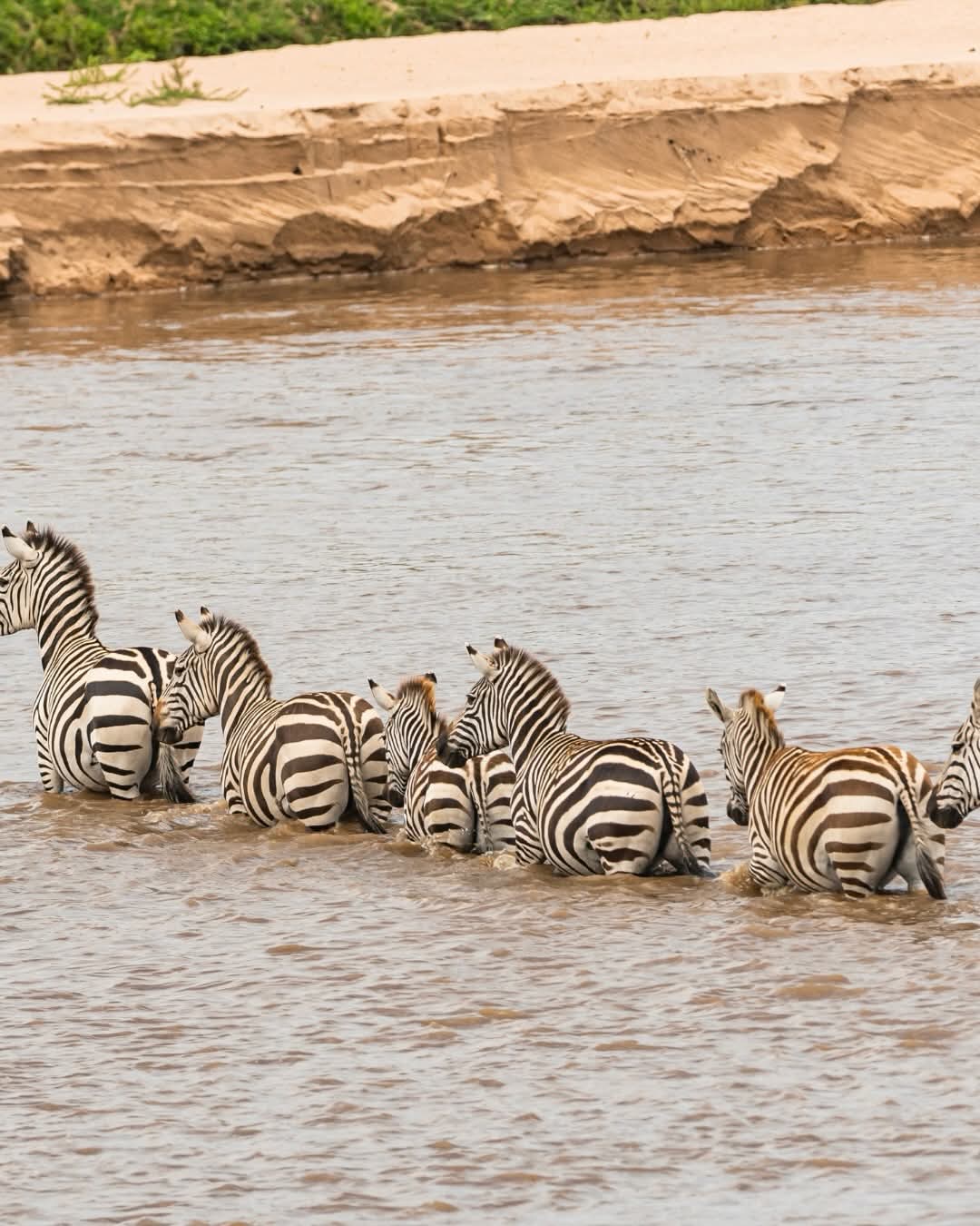 Great Wildebeest Migration Safari in Kenya | Phil Travel Safaris