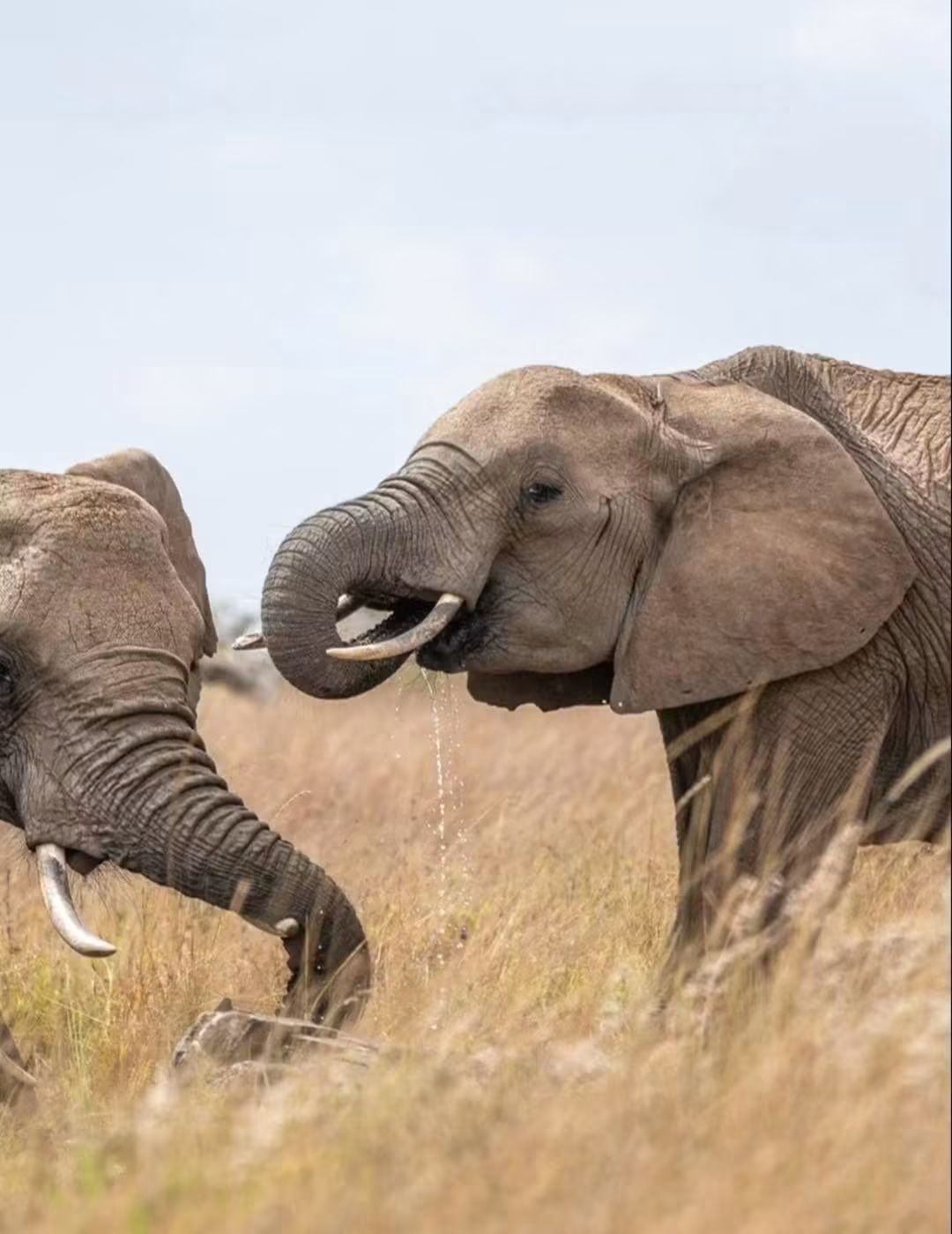 Start Your Week by Planning the Safari of a Lifetime with Phil Travel Safaris