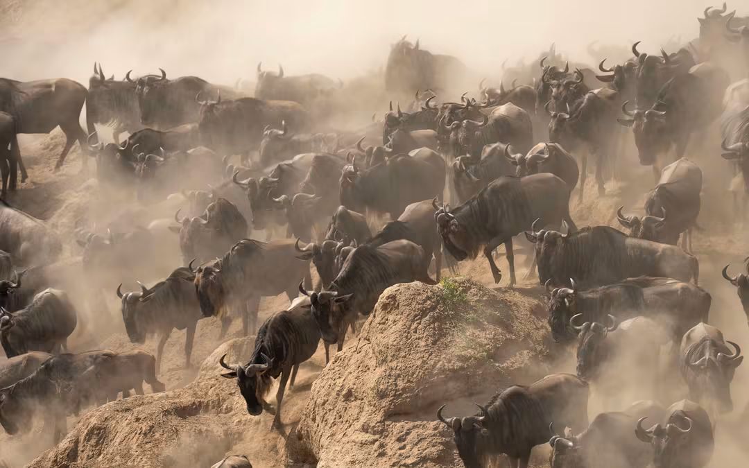 The Great Migration in Kenya: Why 2026 Is the Perfect Time to Experience Africa's Greatest Wildlife Spectacle